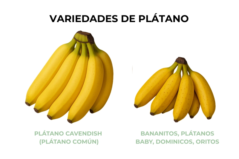 Plátano FODMAP - Variedades