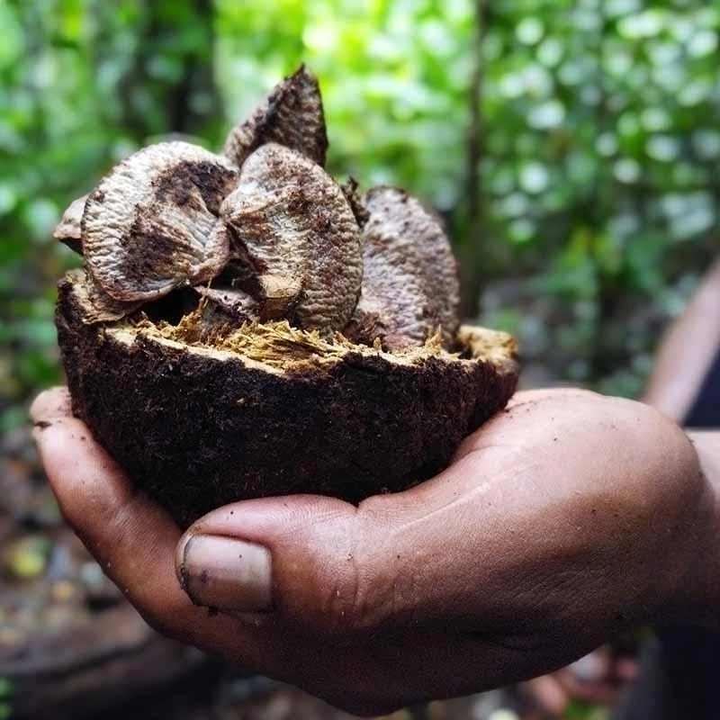 Frutos Secos Bajos en FODMAP - Nueces de Brazil