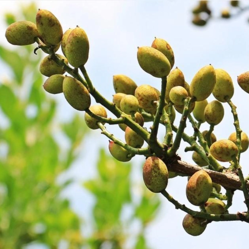 Frutos Secos Bajos en FODMAP - Pistachos